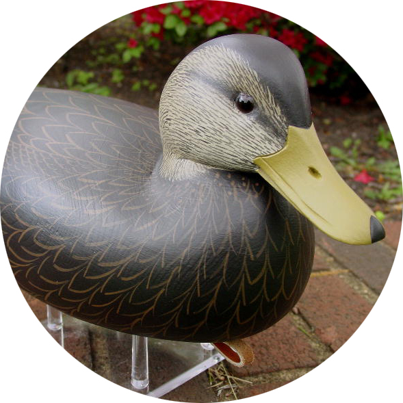 Blackduck Gallery