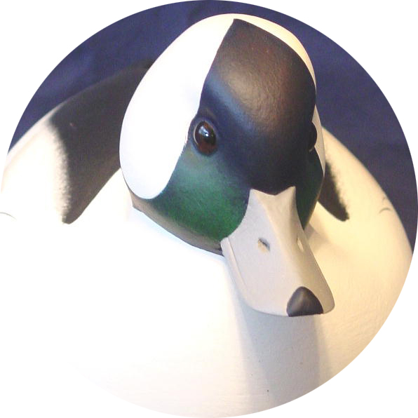Bufflehead Gallery