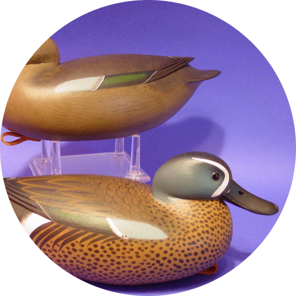 Bluewing Teal Gallery