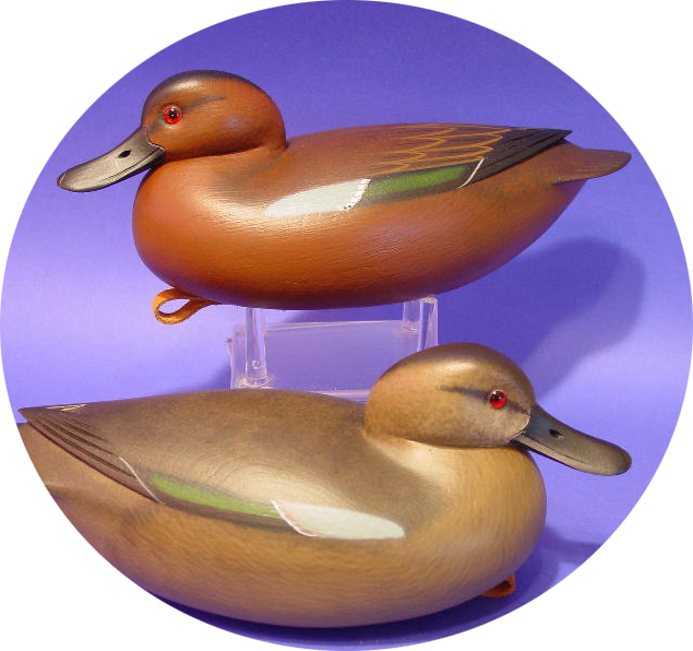 Cinnamon Teal Gallery