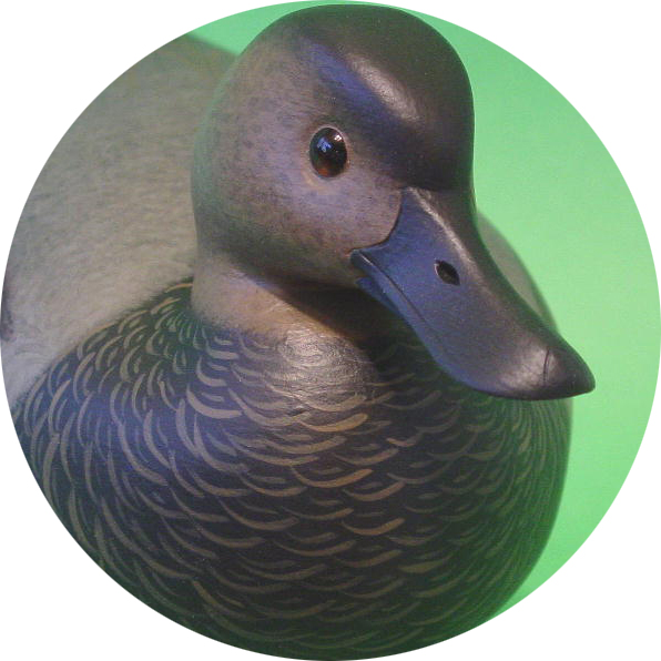 Gadwall Gallery