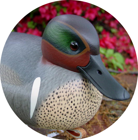 Greenwing Teal Gallery