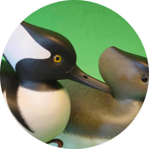 Hooded Merganser Gallery