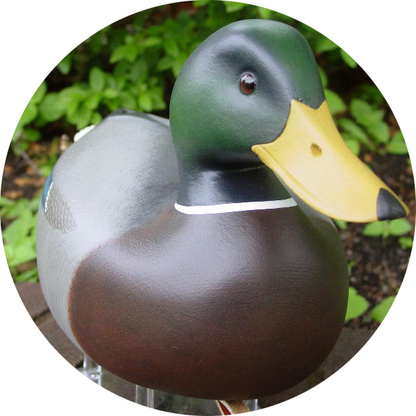 Mallard Gallery