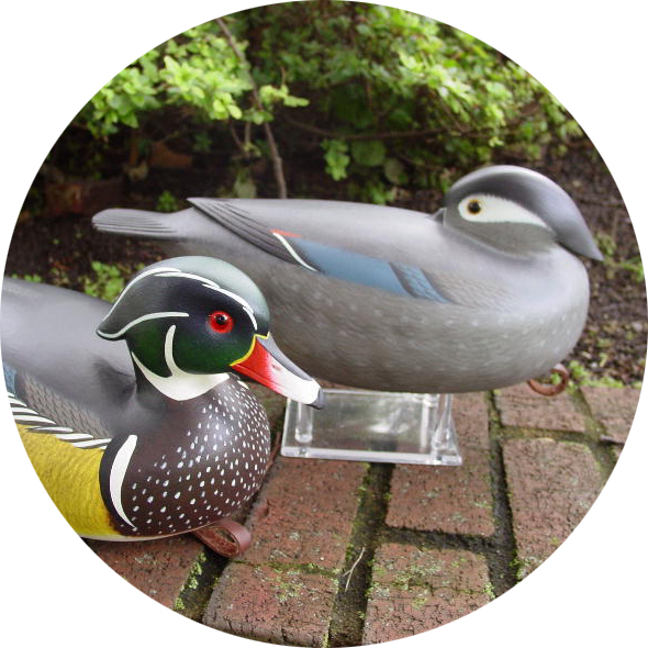Marsh (Puddle) Ducks