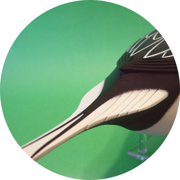 Pintail Gallery