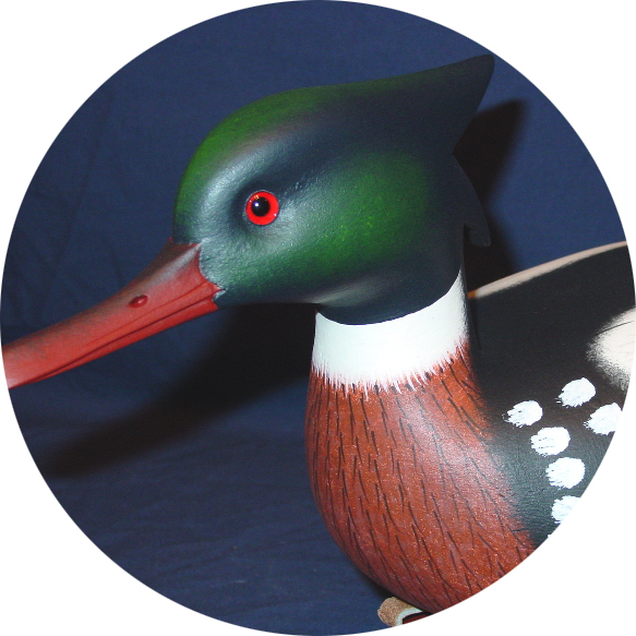 Red Breasted Merganser Gallery