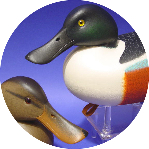 Shoveler Gallery